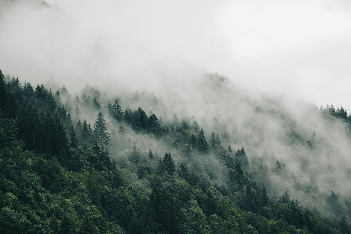 Enchanted Forest